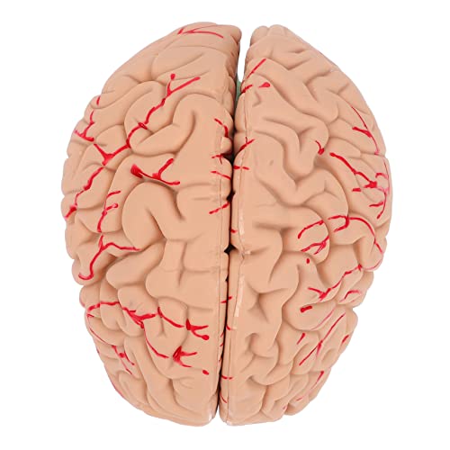 TOPBATHY 1 Stück Gehirnmodell Anatomisches Modell des Gehirns wissenschaftliches menschliches Gehirn schaufensterpuppe Modellständer für menschliches Gehirn Modell der Gehirnanatomie PVC TOPBATHY 1 Stück Gehirnmodell Anatomisches Modell des Gehirns wissenschaftliches menschliches Gehirn schaufensterpuppe Modellständer für menschliches Gehirn Modell der Gehirnanatomie PVC von TOPBATHY