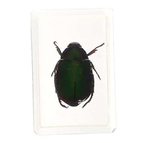 TOPBATHY 1 Stück Rotbeinige Skarschemace-Exemplar Probe Exemplare Ausbildung Bernstein Anhänger Bernstein-Insekten Desktop -Verzierungen Harz von TOPBATHY