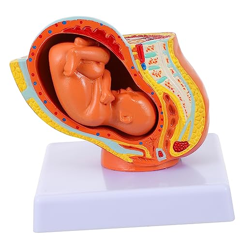 TOPBATHY 1 Stück Weibliches Embryo Modell Vollzeit Fetus Anatomisches Modell für Lehrzwecke für Medizinische Pflegeeinrichtungen Laboranwendungen Realistische Darstellung TOPBATHY 1 Stück Weibliches Embryo Modell Vollzeit Fetus Anatomisches Modell für Lehrzwecke für Medizinische Pflegeeinrichtungen Laboranwendungen Realistische Darstellung von TOPBATHY