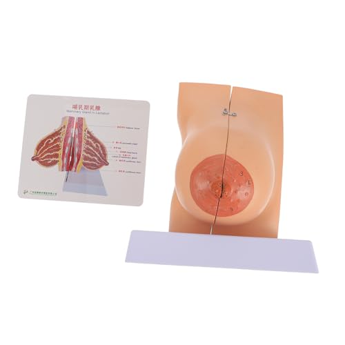 TOPBATHY 1Stück Anatomisches Brustmodell Für Medizinische Lehrzwecke Flexibles Realistisches Design Aus Hochwertigem Für Studierende Für Unterricht Präsentationen von TOPBATHY