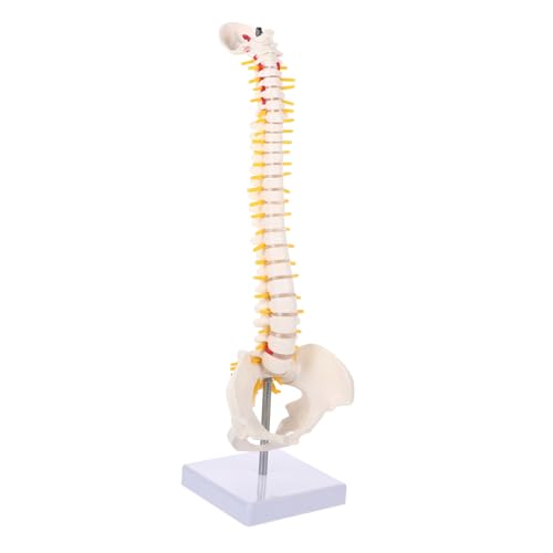 TOPBATHY 1Stück Anatomisches Wirbelsäulenmodell Flexibles Modell Für Medizinische Ausbildung Für Chiropraktiker Studenten Zur Demonstration von TOPBATHY