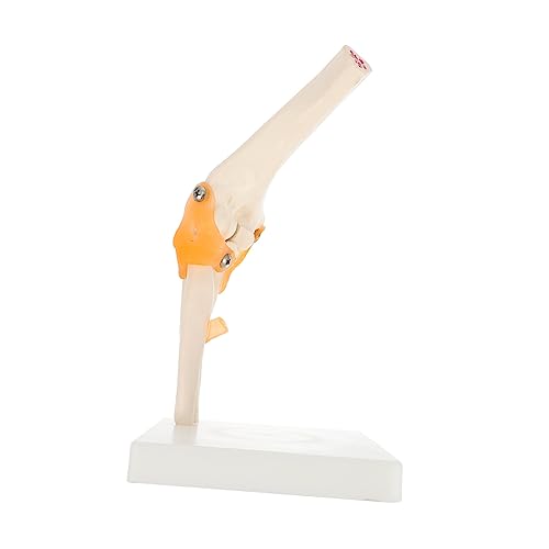 TOPBATHY 1Stück Ellenbogen Skelettmodell Aus Lebensgroßes Anatomisches Ellbogengelenk Für Krankenhäuser Als Visuelles Lehrmittel Zur Des Menschlichen TOPBATHY 1Stück Ellenbogen Skelettmodell Aus Lebensgroßes Anatomisches Ellbogengelenk Für Krankenhäuser Als Visuelles Lehrmittel Zur Des Menschlichen von TOPBATHY