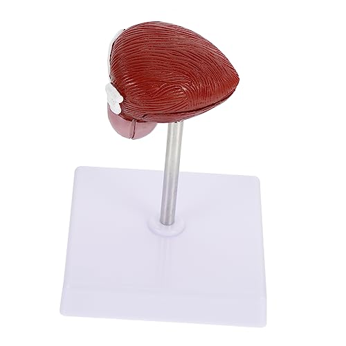 TOPBATHY 1Stück Kunststoffblase Anatomisches Modell Lehrhilfe für Physiologie Teilig für Universitäten Lifelike Design von TOPBATHY