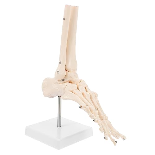 TOPBATHY 1Stück Menschliches Fußskelett Modell Anatomisches Fußgelenkmodell Aus Hochwertigem Für Medizinische Ausbildung Chiropraktiker Standfuß TOPBATHY 1Stück Menschliches Fußskelett Modell Anatomisches Fußgelenkmodell Aus Hochwertigem Für Medizinische Ausbildung Chiropraktiker Standfuß von TOPBATHY