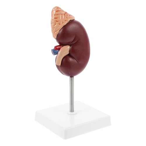 TOPBATHY 1Stück Nierenmodell Anatomisches Modell für Unterricht Detaillierte Darstellung Inneren Strukturen mit Abnehmbarem Design für Medizinische TOPBATHY 1Stück Nierenmodell Anatomisches Modell für Unterricht Detaillierte Darstellung Inneren Strukturen mit Abnehmbarem Design für Medizinische von TOPBATHY
