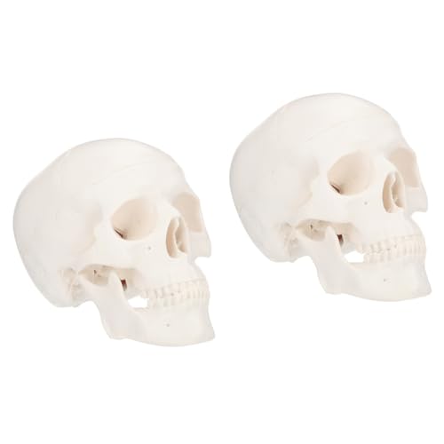 TOPBATHY 2 Stck. Anatomisches Schädelmodell aus Kunststoff Abnehmbares Miniaturmodell für Schreibtisch für Medizinische Lehrmittel und Anatomieunterricht TOPBATHY 2 Stck. Anatomisches Schädelmodell aus Kunststoff Abnehmbares Miniaturmodell für Schreibtisch für Medizinische Lehrmittel und Anatomieunterricht von TOPBATHY
