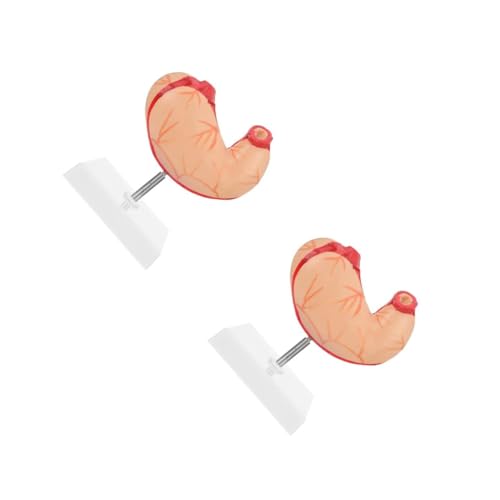 TOPBATHY 2 Stck. Magen -Anatomie -Modell Lehre anatomisches Modell Anatomisches Modell des Schulmagens Skelett Demonstrationsgeräte für den Unterricht Magen anatomisches modell Plastik von TOPBATHY