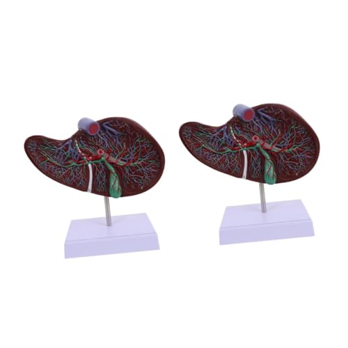 TOPBATHY 2 Stück Anatomisches Modell Der Leber -lebermodell Menschliche Anatomie Modell Der Leberanatomie Schulanzeige Menschliche Leber Lebermodell Mit Sockel Lehre Plastik von TOPBATHY