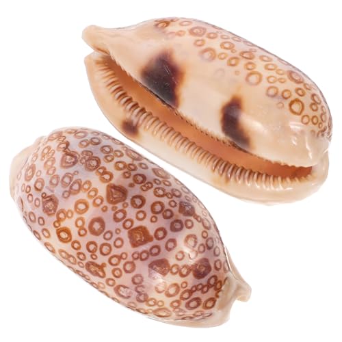 TOPBATHY 2 Stück Cowrie Muscheln Meeresmuschel für Aquarien Dekoration für Schmuckgestaltung Garten und Kreative Projekte Farben Zufällig Zufällige Farbe TOPBATHY 2 Stück Cowrie Muscheln Meeresmuschel für Aquarien Dekoration für Schmuckgestaltung Garten und Kreative Projekte Farben Zufällig Zufällige Farbe von TOPBATHY