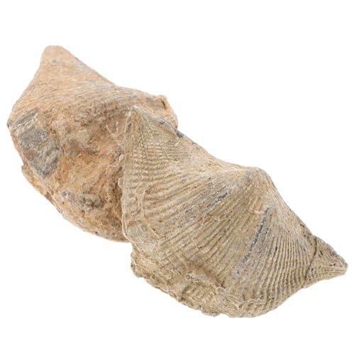 TOPBATHY 2 Stück Exemplare Spirifer Ornamente Geologisches Großes Heimunterricht Meeresschmuck Meereskinder Geologie Felsen Pädagogische Natürliche Epifaunale Modelle Für TOPBATHY 2 Stück Exemplare Spirifer Ornamente Geologisches Großes Heimunterricht Meeresschmuck Meereskinder Geologie Felsen Pädagogische Natürliche Epifaunale Modelle Für von TOPBATHY