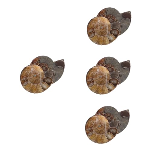 TOPBATHY 4 Sätze Modelle Ammonit Wissenschaftliches Exemplar Dunkelbraun Natürliches Muschelfossil 2 Stück * 4 von TOPBATHY