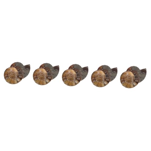 TOPBATHY 5 Sätze Modelle Zum Spaß Ammonit Natürlich Wissenschaftliches Exemplar Modelle Zur Dekoration Modelle Für Modelle Ornament Modelle Schmuck Dunkelbraun 2 Stück * 5 von TOPBATHY