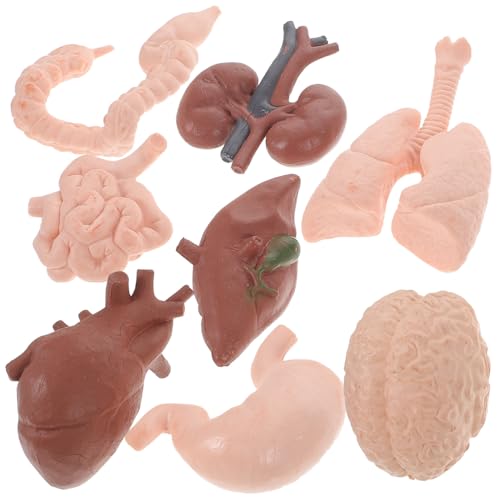 TOPBATHY 8 Stück menschliches Organmodell für menschliche Organe Klassenzimmer menschliche Organstütze Lehrmodell Miniatur Orgelstütze Orgelmodell Körperorganmodell Lehrstütze Plastik TOPBATHY 8 Stück menschliches Organmodell für menschliche Organe Klassenzimmer menschliche Organstütze Lehrmodell Miniatur Orgelstütze Orgelmodell Körperorganmodell Lehrstütze Plastik von TOPBATHY
