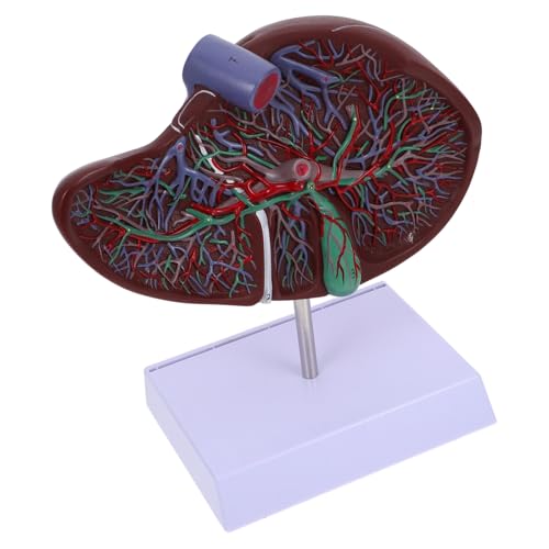 TOPBATHY Anatomisches Lebermodell Lebermodell Mit Sockel Menschliches Anatomiemodell Körpermodell Anatomie Medizinisches Lebermodell Lehrschule Anzeige Menschliche Leber von TOPBATHY
