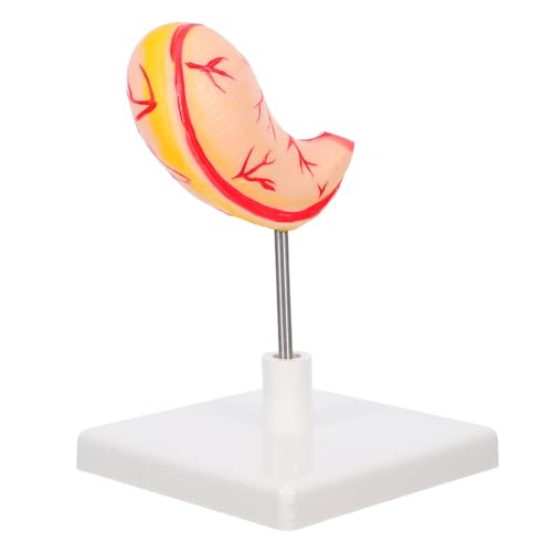 TOPBATHY Anatomisches Modell Des Menschlichen Detaillierte Darstellung Magenanatomie für Studierende und Fachleute Präzise und Leicht Montierbar für und Physiologielernen von TOPBATHY