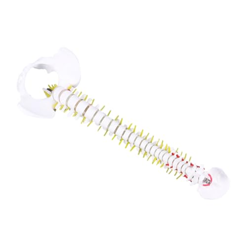 TOPBATHY Anatomisches Wirbelsäulenmodell für Medizinische Ausbildung und Detaillierte Darstellung Wirbelsäule Nervenwurzeln und Bandscheiben für Ärzte Therapeuten und Medizinstudenten von TOPBATHY