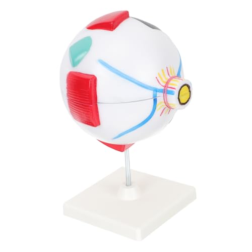 TOPBATHY Augenmodell Augapfel-Modell Anatomiemodell Anatomie -Modelle Lehrmodell wissenschaftliches Augapfelmodell Modell der Augenanatomie anatomisches Modell Vergrößerte Anzeige PVC TOPBATHY Augenmodell Augapfel-Modell Anatomiemodell Anatomie -Modelle Lehrmodell wissenschaftliches Augapfelmodell Modell der Augenanatomie anatomisches Modell Vergrößerte Anzeige PVC von TOPBATHY