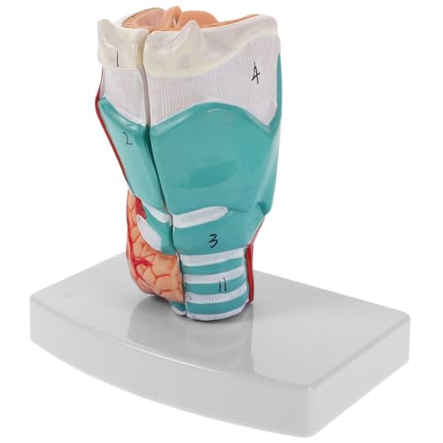 TOPBATHY Detailliertes Anatomisches Pharynx und Modell für Medizinische Ausbildung Präzise Darstellung Halsstrukturen Tragbar und Langlebig von TOPBATHY
