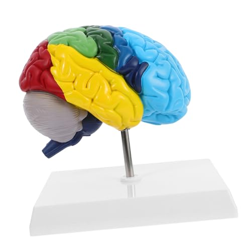 TOPBATHY Gehirnmodell Wissenschaftliches Lehrmittel Modell Anatomischer Strukturen Modell Des Neurologischen Systems Menschliches Anatomisches Modell Menschlicher Kopf Anatomisches von TOPBATHY