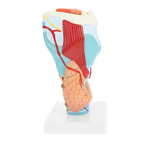 TOPBATHY Halsmodell Anatomischer Apparat Modell Der Halsanatomie Modell Des Menschlichen Halses Pvc TOPBATHY Halsmodell Anatomischer Apparat Modell Der Halsanatomie Modell Des Menschlichen Halses Pvc von TOPBATHY