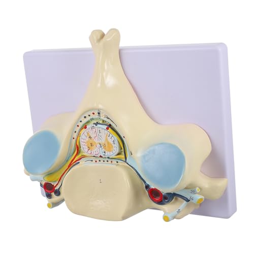 TOPBATHY Halsrückenmarksmodell medizinisch Lehrmittel Halswirbelsäulenmodelle anatomisches Modell Anatomiemodell vergrößert Wirbelwirbelknochen Modell der menschlichen Halswirbelsäule PVC von TOPBATHY