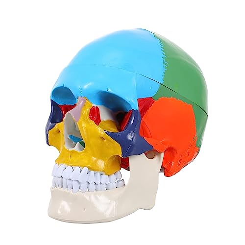 TOPBATHY Kunstschädelmodell Medizinisches Menschliches Schädelmodell Für Kunststudenten Detailreiches Anatomisches Modell Für Unterricht Schulungen Langlebig von TOPBATHY
