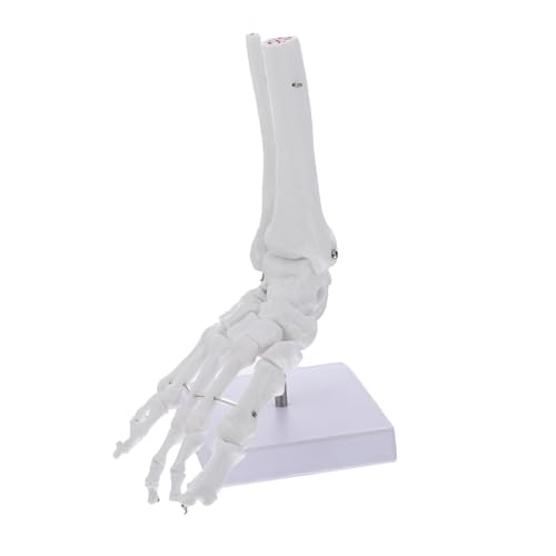 TOPBATHY Lebensgroßes Anatomisches Fuß Knöchelgelenkmodell Für Medizinische Lehre Anatomiestudien Drehbasis Detailgetreue Darstellung Fußknochen von TOPBATHY