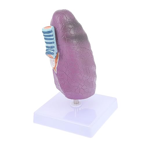 TOPBATHY Lungenmodellunterrichtshilfen Lungenmodell für Anatomie Modell Anatomie Anatomisches Modell der Lunge Anatomiemodell Lehrmittel für Lungenmodelle Modell der Lungenanatomie Plastik von TOPBATHY