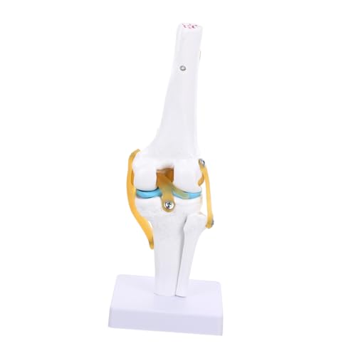 TOPBATHY Medizinische Lehrmittel Flexibles Simulation Modell zur Veranschaulichung Des Menschlichen für Studien TOPBATHY Medizinische Lehrmittel Flexibles Simulation Modell zur Veranschaulichung Des Menschlichen für Studien von TOPBATHY