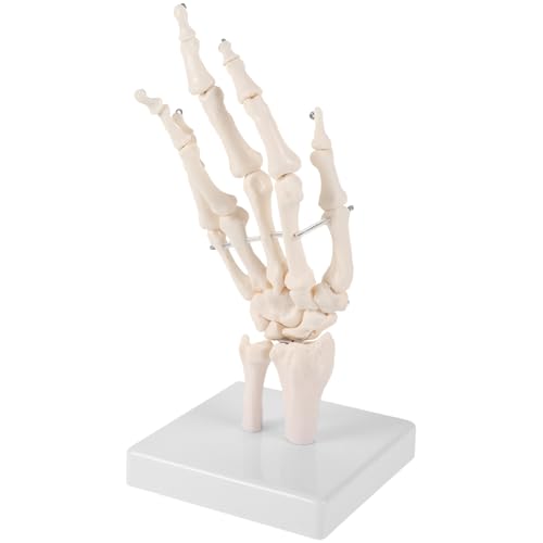 TOPBATHY Menschliches Handskelettmodell Anatomisches Handmodell Für Medizinische Ausbildung Realistisches Design Für Lehrzwecke Langlebig Präzise Darstellung Handknochen TOPBATHY Menschliches Handskelettmodell Anatomisches Handmodell Für Medizinische Ausbildung Realistisches Design Für Lehrzwecke Langlebig Präzise Darstellung Handknochen von TOPBATHY