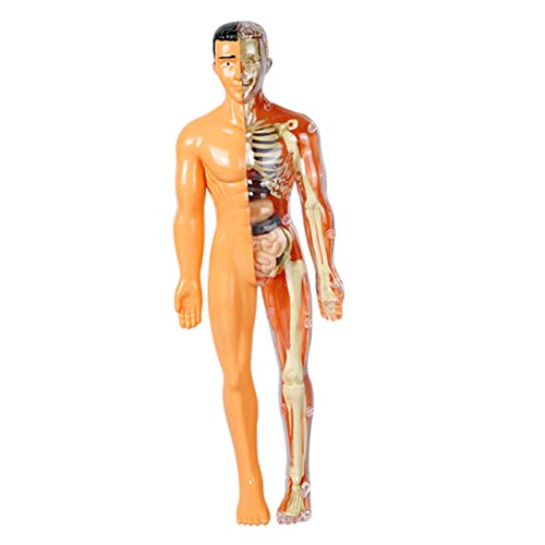 TOPBATHY Menschliches Organmodell Wissenschaftskit Für Den Menschlichen Körper Skelett-puzzle Sezierset Für Menschliche Anatomie Lernspielzeug Für 5-7 Körpermodell Plastik von TOPBATHY