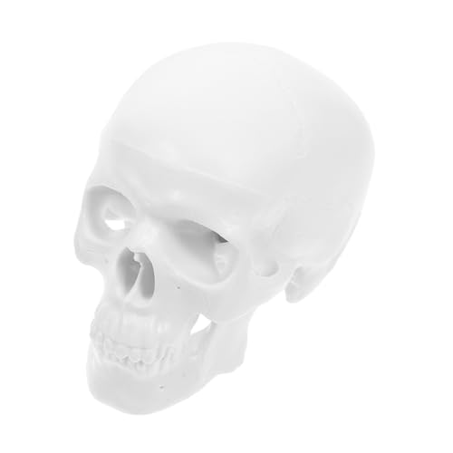 TOPBATHY Mini Schädel Modell Aus Anatomisches Skelett Mit Beweglichem Realistische Darstellung Für Studierende Dekoration Langlebig Pflegeleicht von TOPBATHY