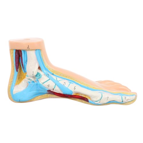 TOPBATHY Modell Des Fußgelenks Anatomie Körpermodell Normales Fußanatomiemodell Normales Fußmodell Des Krankenhauses Anatomisches Fußmodell Simulationsfußmodell Fußanatomie -modell Vinyl TOPBATHY Modell Des Fußgelenks Anatomie Körpermodell Normales Fußanatomiemodell Normales Fußmodell Des Krankenhauses Anatomisches Fußmodell Simulationsfußmodell Fußanatomie -modell Vinyl von TOPBATHY
