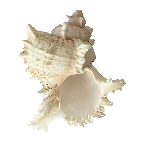 TOPBATHY Muschel garnieren Ornamente Muscheln Aquarienverzierung Dekorationen dekorativ bastelzeug House Decoration bastelset puppenhaus zubehör Aquariendekoration Muscheldekor Hülse Weiß TOPBATHY Muschel garnieren Ornamente Muscheln Aquarienverzierung Dekorationen dekorativ bastelzeug House Decoration bastelset puppenhaus zubehör Aquariendekoration Muscheldekor Hülse Weiß von TOPBATHY