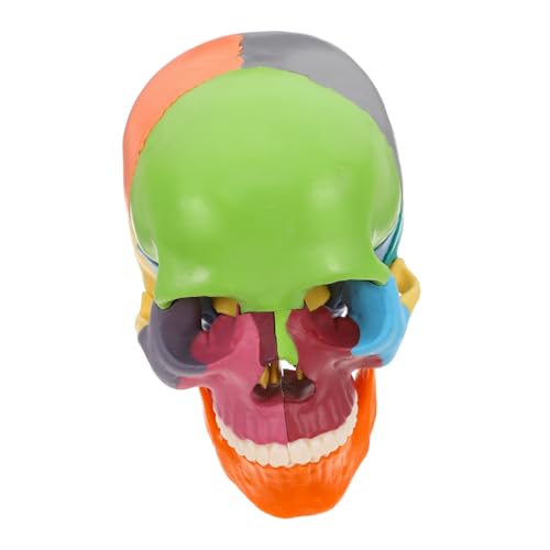 TOPBATHY Schädelmodell Anatomie Und Physiologie Studienwerkzeuge Mit Menschlichem Schädelstamm Anatomie-puzzle Gehirnmodell Schädel Für Anatomiestudenten Kleine Schädel Plastik von TOPBATHY