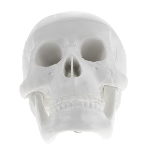 TOPBATHY Schädelmodell Dekoration Mini drinnen Ornament Gothic Modell der Schädelanatomie künstliche Schädelverzierung -Modell- realistischer Schädel PVC Weiß TOPBATHY Schädelmodell Dekoration Mini drinnen Ornament Gothic Modell der Schädelanatomie künstliche Schädelverzierung -Modell- realistischer Schädel PVC Weiß von TOPBATHY