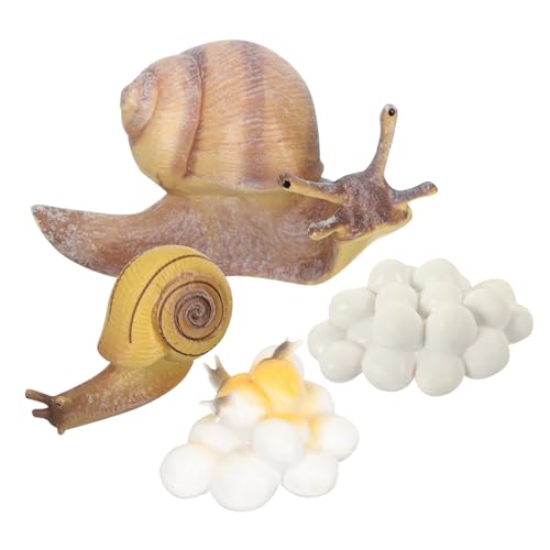 TOPBATHY Snail Modell Set Lebenszyklus Lernspielzeug Realistische Schneckenfiguren für Teiliges Biologisches Simulationsspielzeug zur und Naturerfahrung von TOPBATHY