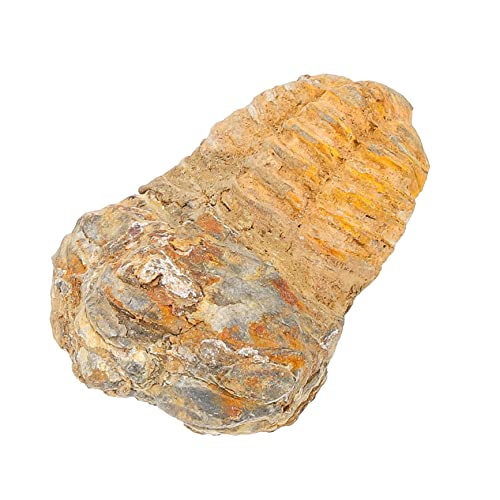 TOPBATHY Trilobiten- Dekorationsstudent Unterricht Trilobit-Probe Trilobitfigur Trilobiten-Modell Trilobiten-Schwanzschmuck Trilobiten-Exemplar Stein TOPBATHY Trilobiten- Dekorationsstudent Unterricht Trilobit-Probe Trilobitfigur Trilobiten-Modell Trilobiten-Schwanzschmuck Trilobiten-Exemplar Stein von TOPBATHY