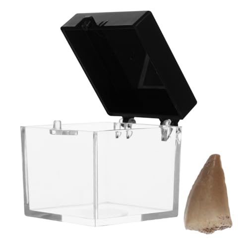 TOPBATHY Versteinerter Mosasaurierzahn Mit Box Paläontologie Unterrichtsmaterial Dekoration Für Fossiles Simulationsmodell Für Sammler Lernzwecke TOPBATHY Versteinerter Mosasaurierzahn Mit Box Paläontologie Unterrichtsmaterial Dekoration Für Fossiles Simulationsmodell Für Sammler Lernzwecke von TOPBATHY