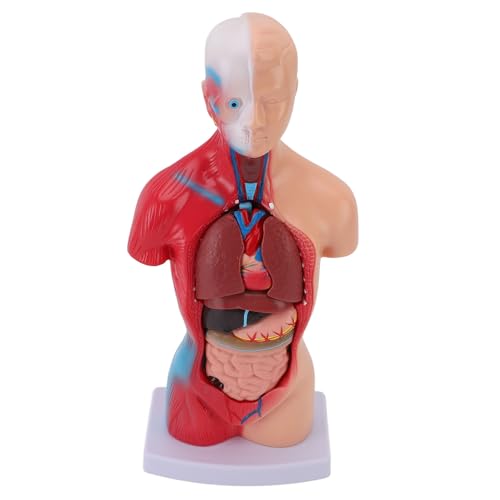 Interaktiver Menschlicher Körper, Anatomie Human Body Model15 Stück Teile Medizinstudent Interaktive Anatomie Physiologie Studienwerkzeuge Anatomie Figur mit Organen für Schulen von TOPINCN