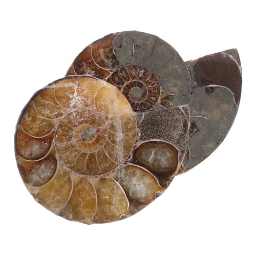 TOPPERFUN 1 Satz Fossile Muschel Wissenschaftliches Exemplar Ammoniten-modelle Lehrammonitenexemplar Ammoniten-skulptur Ammoniten-exemplar Dark Brown Natürliches Muschelfossil 2 Stück von TOPPERFUN