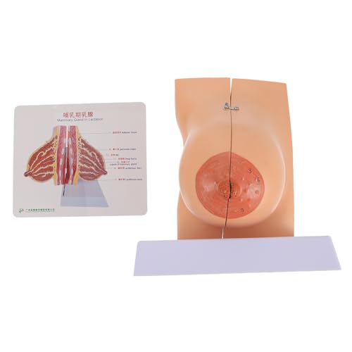 TOPPERFUN 1 Stück Anatomisches Modell Weiblicher Brust Medizinisches Lehrmittel zur Darstellung Bruststruktur für Schüler und Interessierte Langlebig und Praktisch im Einsatz TOPPERFUN 1 Stück Anatomisches Modell Weiblicher Brust Medizinisches Lehrmittel zur Darstellung Bruststruktur für Schüler und Interessierte Langlebig und Praktisch im Einsatz von TOPPERFUN