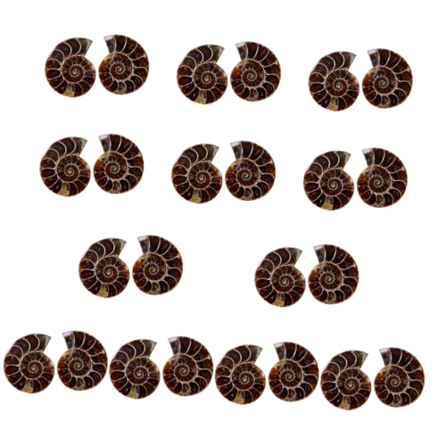 TOPPERFUN 12 Sätze Ammoniten Fossilien Dekorationsset Kreatives Lehrmaterial Für Paläontologie Opp Verpackung Für Schule Zuhause Und Partys 2 Stück * 12 TOPPERFUN 12 Sätze Ammoniten Fossilien Dekorationsset Kreatives Lehrmaterial Für Paläontologie Opp Verpackung Für Schule Zuhause Und Partys 2 Stück * 12 von TOPPERFUN