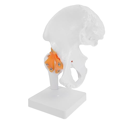 TOPPERFUN 1Stück Hüftgelenkmodell aus Anatomisches Modell für Medizinische Ausbildung für Klassenzimmer und Operationen mit Hochwertiger Verarbeitung und Stand TOPPERFUN 1Stück Hüftgelenkmodell aus Anatomisches Modell für Medizinische Ausbildung für Klassenzimmer und Operationen mit Hochwertiger Verarbeitung und Stand von TOPPERFUN