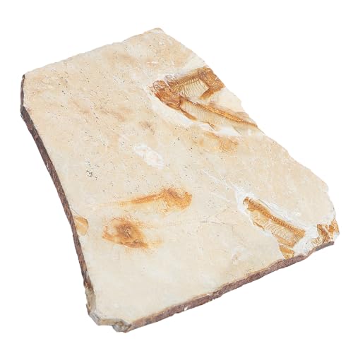 TOPPERFUN 1Stück Kreatives Fischfossil Probe für Unterricht Versteinerte Fischprobe Desktop für und Paläontologie für Schulprojekte TOPPERFUN 1Stück Kreatives Fischfossil Probe für Unterricht Versteinerte Fischprobe Desktop für und Paläontologie für Schulprojekte von TOPPERFUN