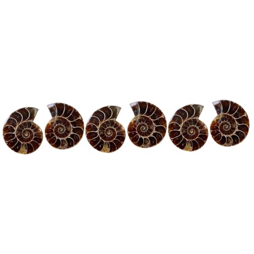 TOPPERFUN 3 Sätze Deko Ornamente Fossile Lehrmaterialien Für Klassenzimmer Große Ammoniten Für Dekoration Und Unterricht Opp Verpackung 2 Stück * 3 TOPPERFUN 3 Sätze Deko Ornamente Fossile Lehrmaterialien Für Klassenzimmer Große Ammoniten Für Dekoration Und Unterricht Opp Verpackung 2 Stück * 3 von TOPPERFUN