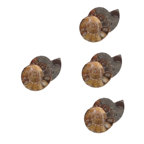 TOPPERFUN 4 Sätze Fossile Muschel Ammoniten-modelle Ammoniten-exemplar Ammoniten-skulptur Lehrammonitenexemplar Wissenschaftliches Exemplar Natürliches Muschelfossil Dark Brown 2 Stück * 4 von TOPPERFUN