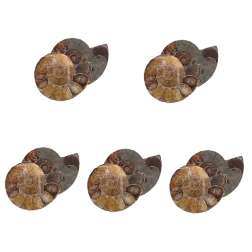 TOPPERFUN 5 Sätze Fossile Muschel Edelstein Anhänger Schneckenfossil Anhänger Ammoniten-skulptur Lehrammonitenexemplar Ammonitenmodelle Für Modelle Zum Spaß Dark Brown 2 Stück * 5 von TOPPERFUN