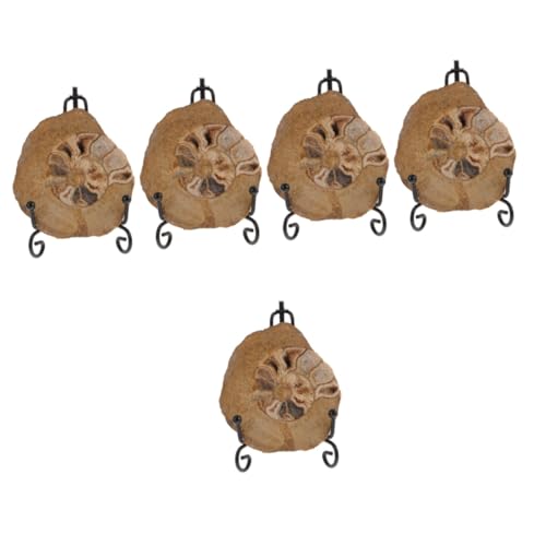 TOPPERFUN 5 Stück Ammonitenfossil unimate uniqone unikal Ammonitenmodelle zur Dekoration Ammoniten-Exemplar Modelle Ornament Ammoniten- zur Sammlung Ammoniten- für den Tisch von TOPPERFUN