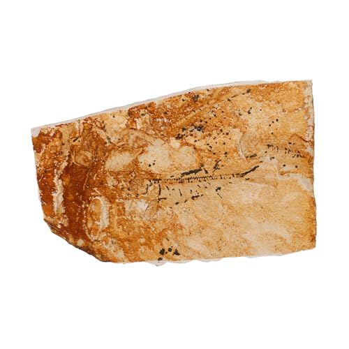 TOPPERFUN 5 Stück Eines Wolfsflossenfisches Klassenzimmerproben Fischexemplar- Muster Für Den Naturwissenschaftlichen Unterricht Paläontologisches Exemplar Eines Meeresbewohners von TOPPERFUN